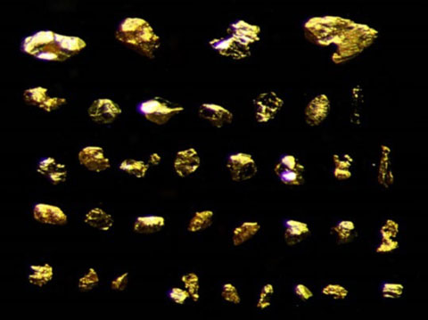 Figure 4: Gold grains from till sample 01. Note: largest gold grain approximately 200 microns long.